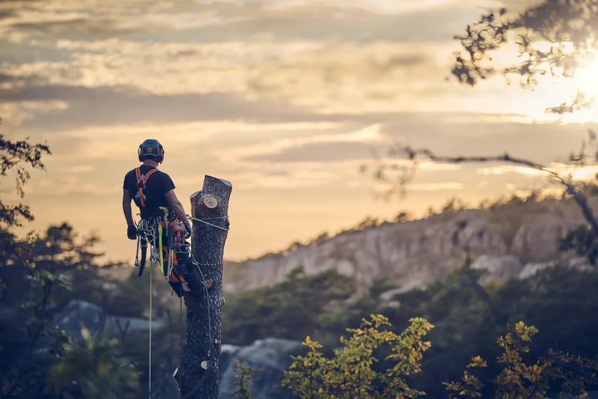 Cuneo per arboristi 4"